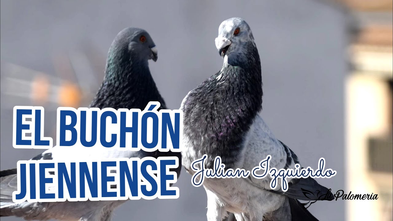 Buchón Jiennense Julián Izquierdo vol 02