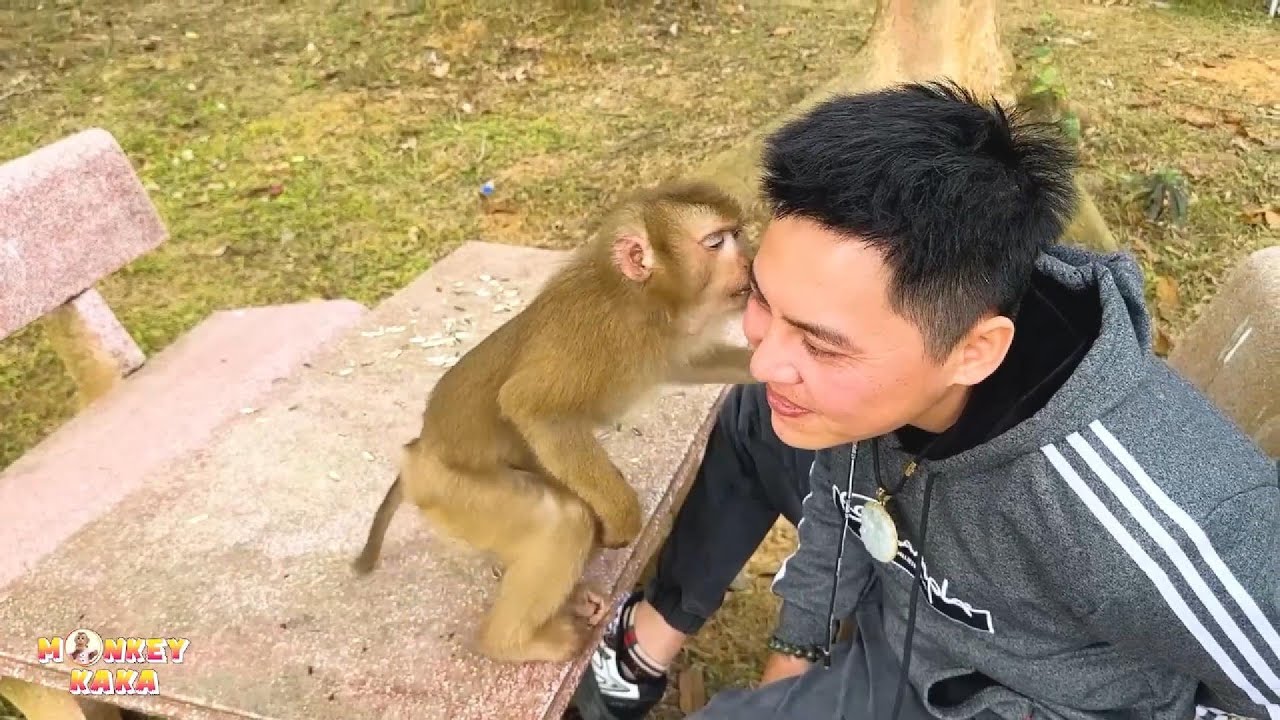 Monkey Kaka was so affectionate when he took the initiative to kiss his dad.