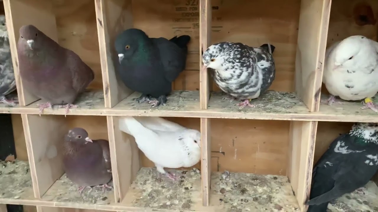 My roller pigeon Kit Box