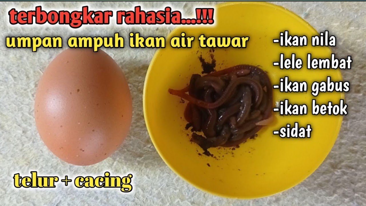 Rahasia racikan umpan jitu ikan air tawar, terbukti josss | cacing + telur