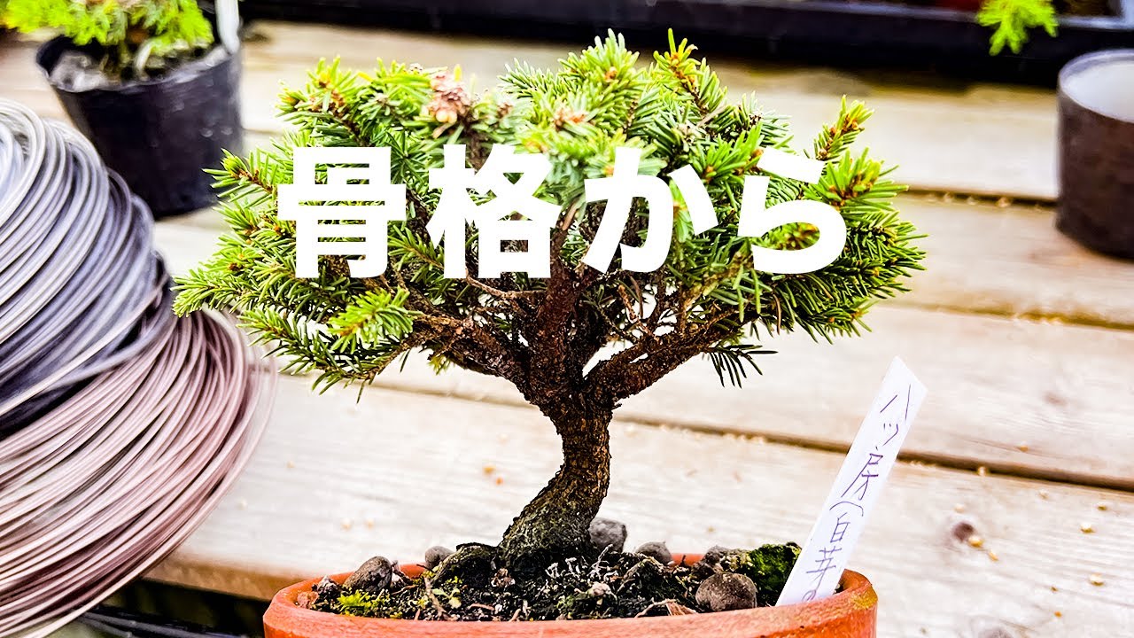 廣瀬清香園で入手した八房蝦夷松の骨格矯正してみた