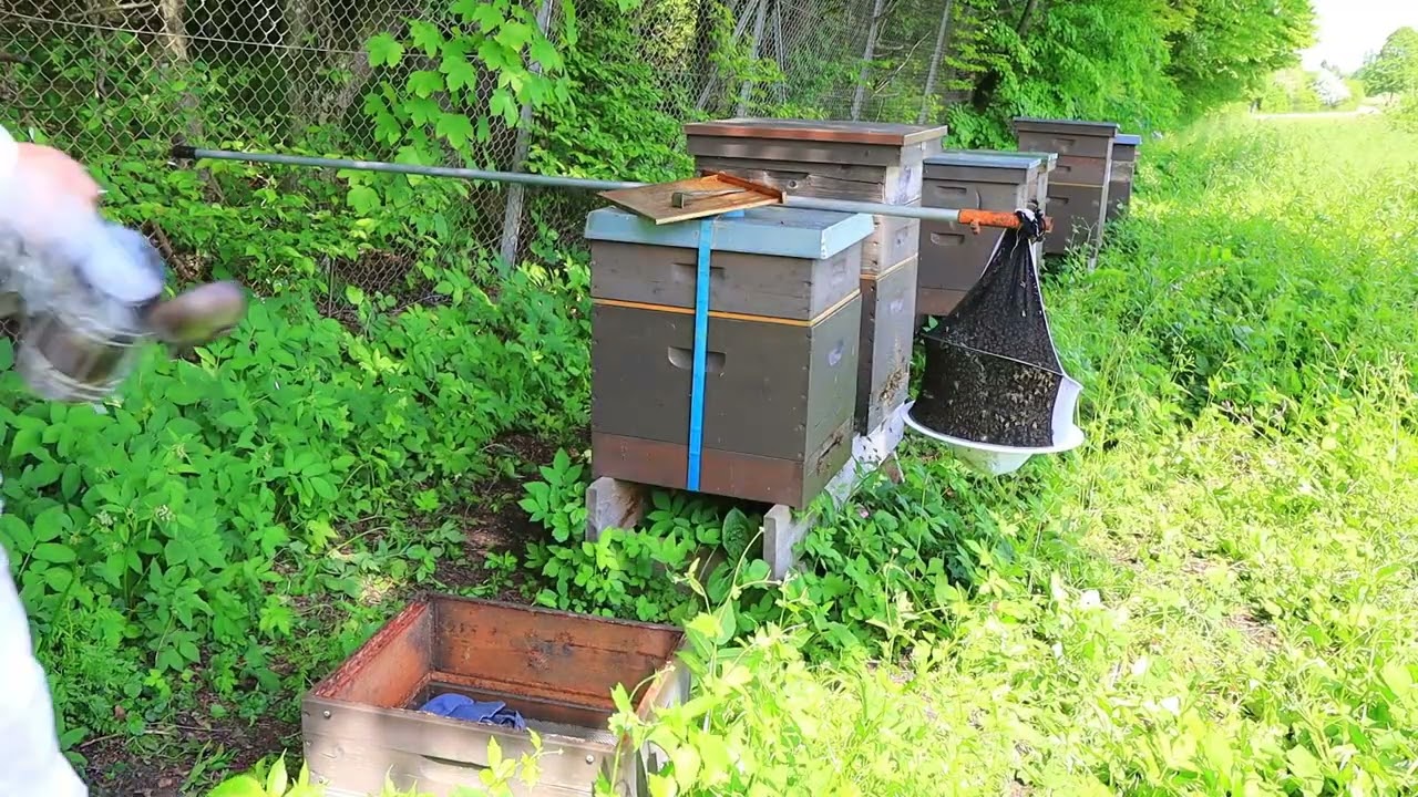 13 Bienen / Schwarm fangen mit Schleier so gehts auch / Schleier als Schwarmfangsack
