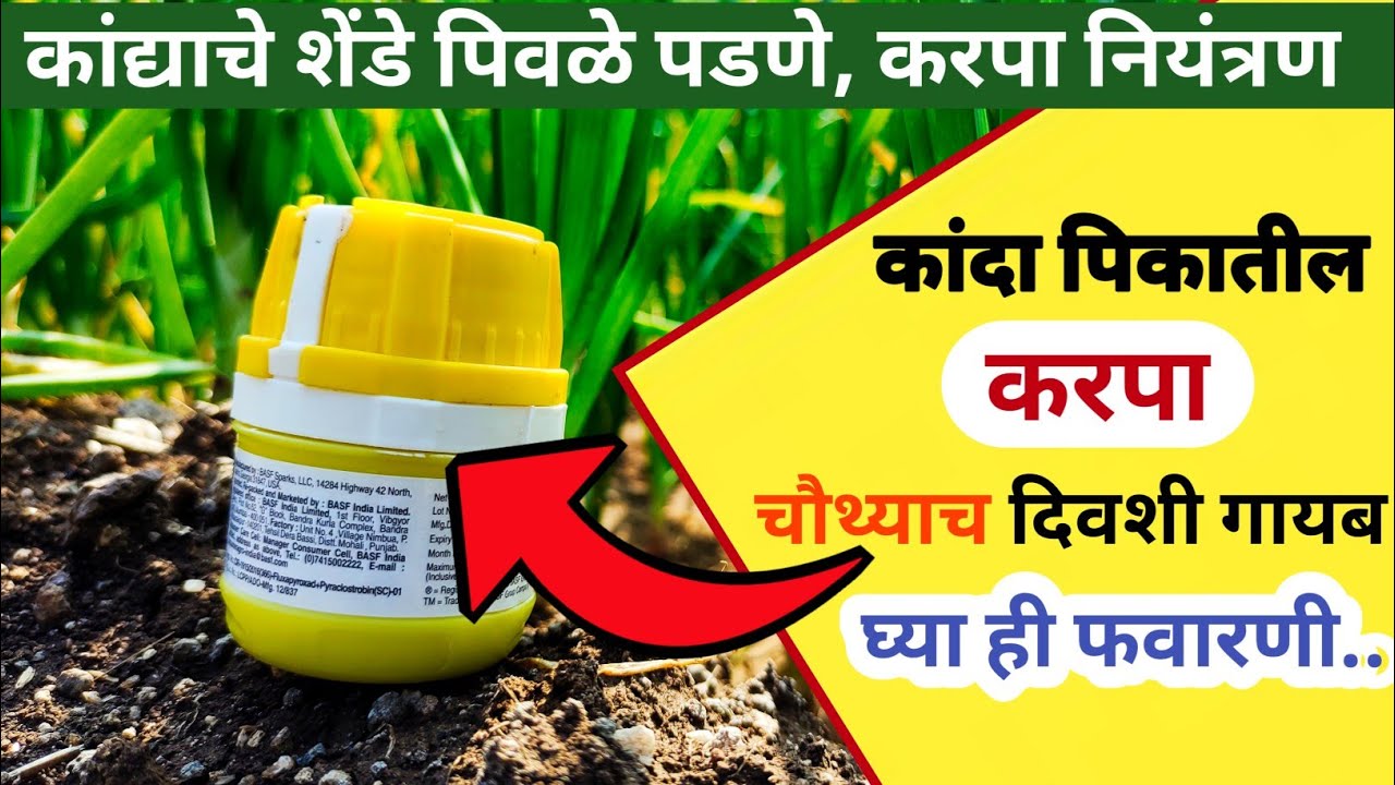 कांदा पिकातील करपा नियंत्रण / kanda shende pivle padne upay