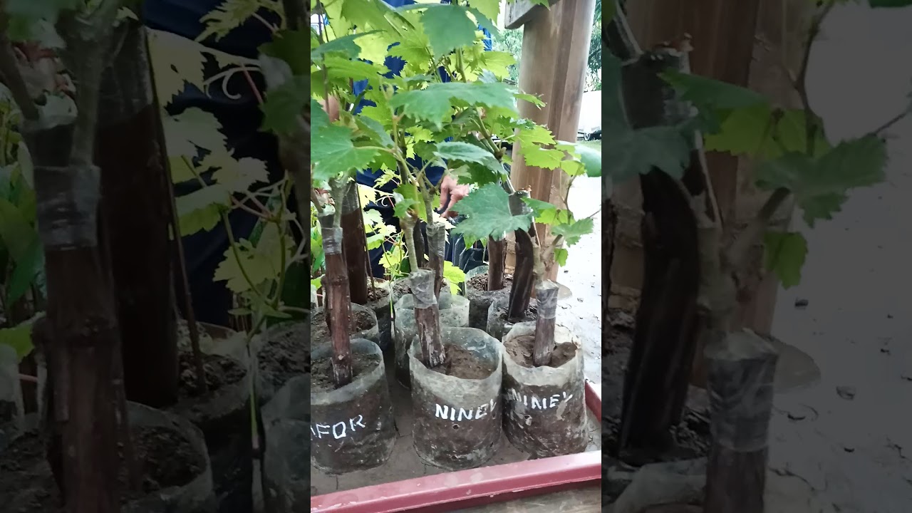 Aneka bibit anggur import