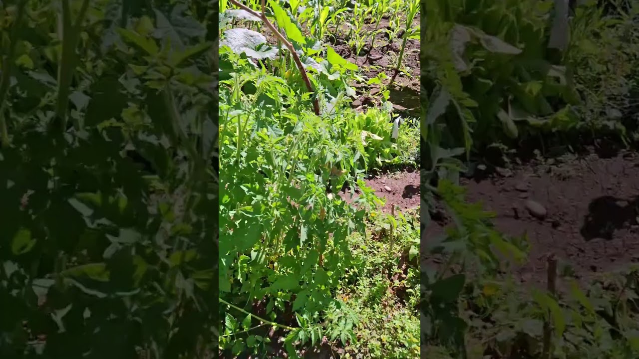 The tomatoes are growing good#shorts #backyardgardening