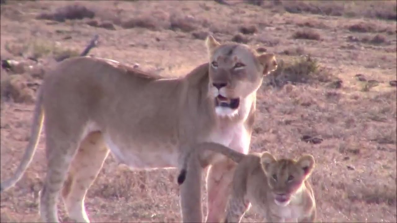 Lost Cub's Heartbreaking Reunion with Family! | TBLTC Safaris