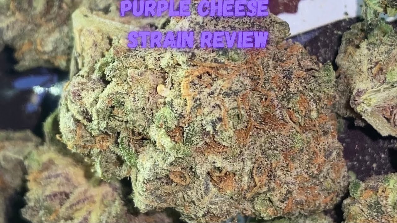 Exotic Weed Review&ldquo;Purple Cheese&rdquo;|Strain Review| Ep.3