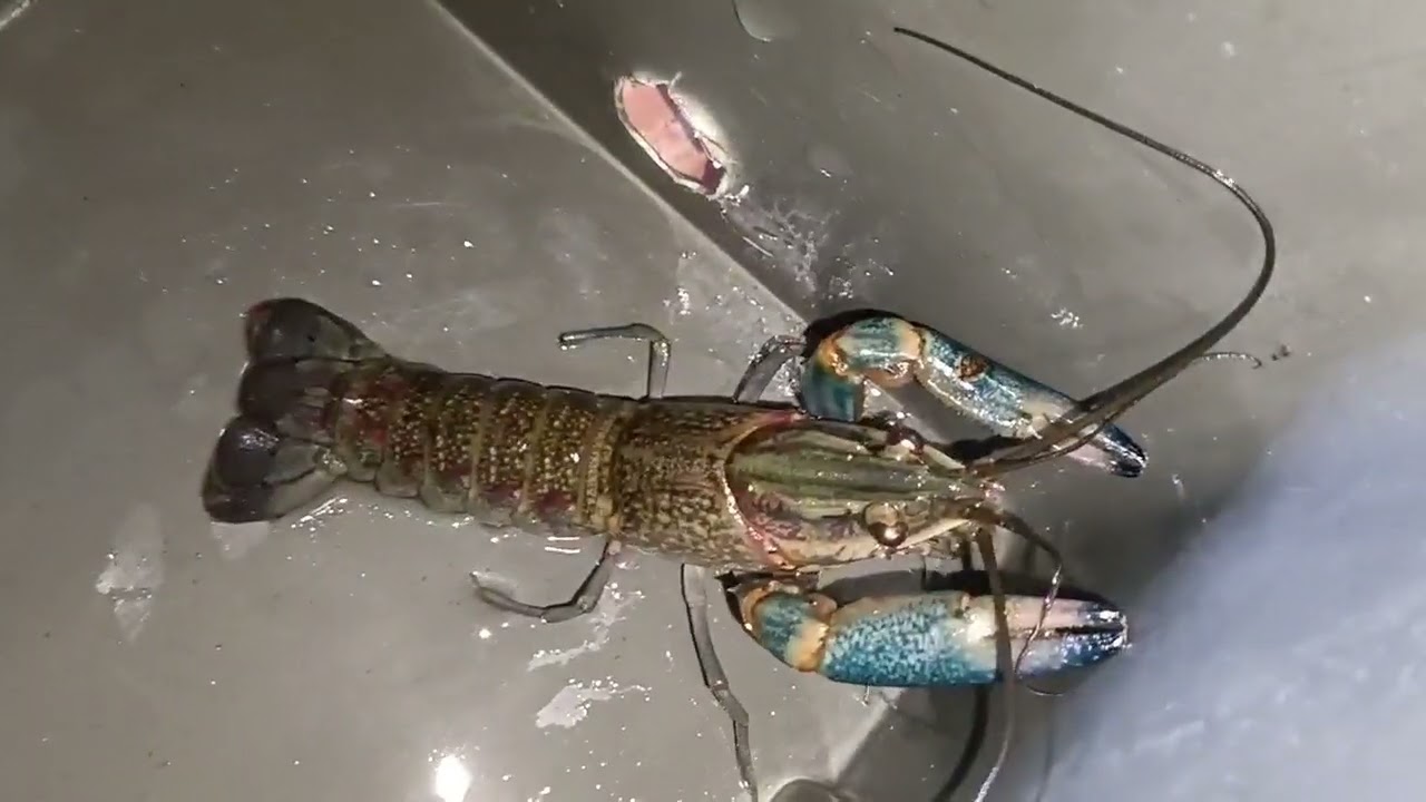 Cara kahwinkan lobster air tawar // 100% berkesan // lobster bertelur
