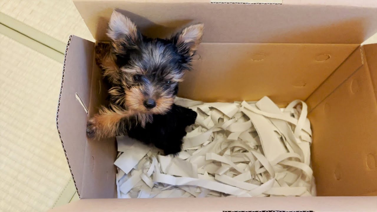 【天使すぎる】小さいヨークシャーテリアの子犬が家族になった日