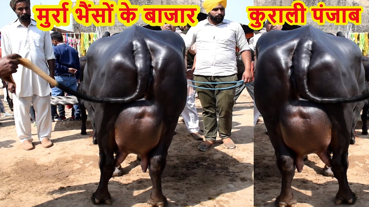 सबसे बढ़िया सस्ती मुर्रा भैंसें I Heavy Milker Buffalo for sale at Kurali Mandi Punjab
