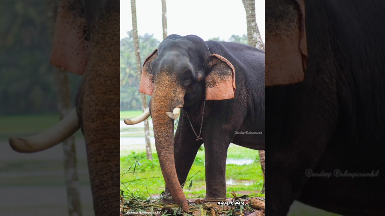 കായംകുളം ശരത്ത്  മാംബി  നെന്മാറ സുധി സുന്ദരേട്ടൻ ഒളരിക്കര കാളിദാസൻ🔥