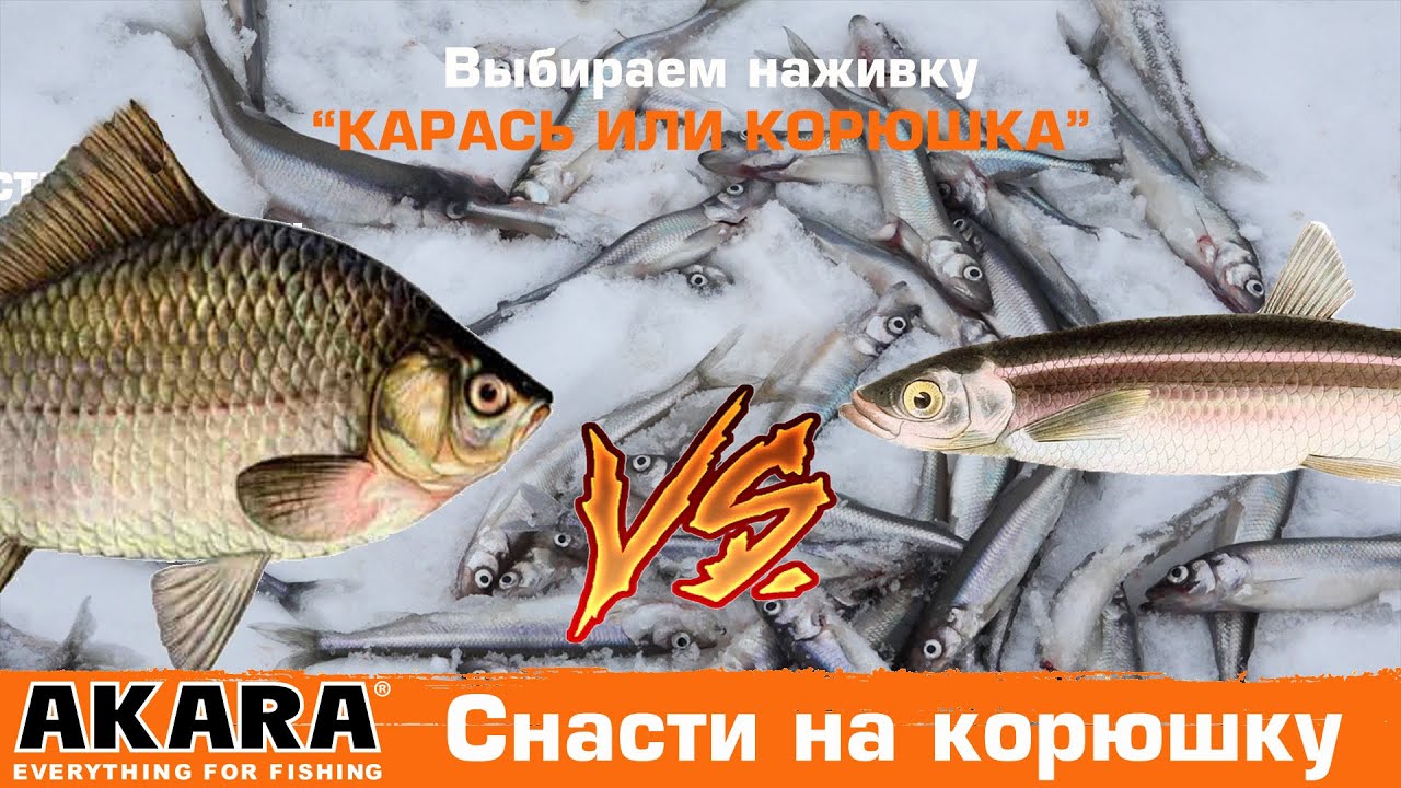 Наживка для ловли корюшки на финском заливе. Карась или корюшка, проверяем на собственном опыте.