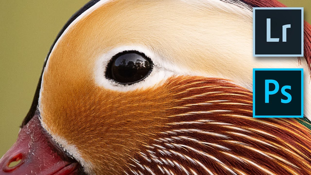 The Best way to Sharpen your Wildlife Shots (step by step)