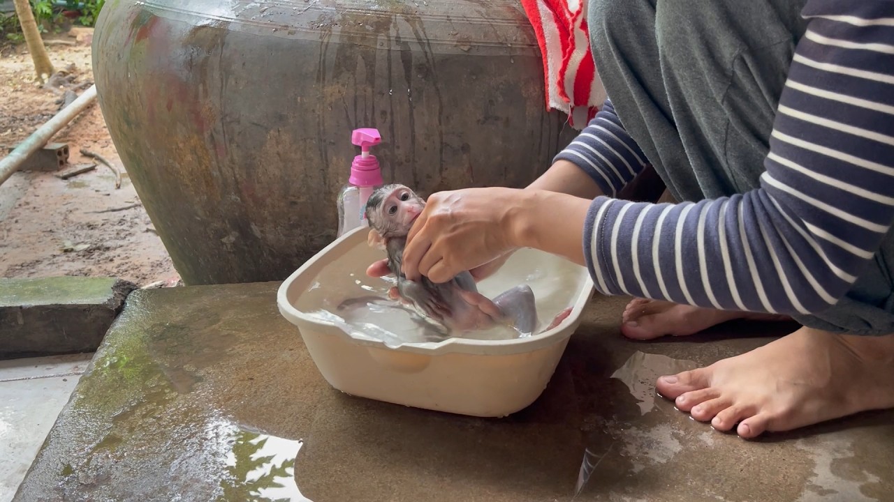 Po0r BB mnkey is very cool in the morning bath