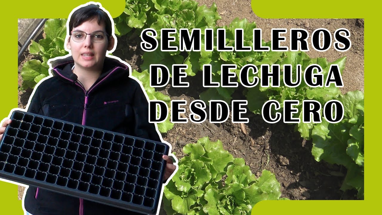 C&oacute;mo hacer un 🌱 SEMILLERO DE LECHUGA 🌱 DESDE CERO 🌞 en 10 minutos 【2020】