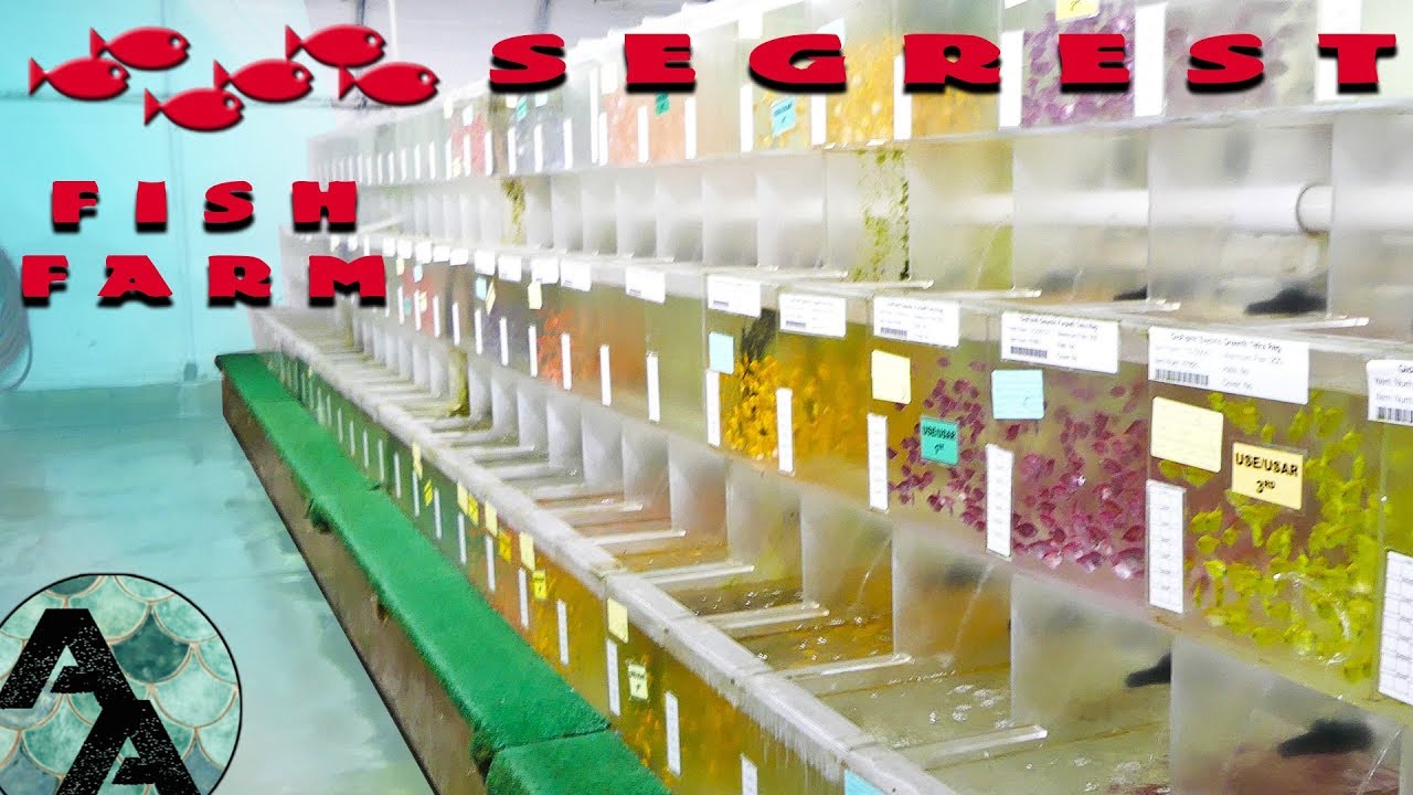 Americas Largest Ornamental Fish Farm - Segrest