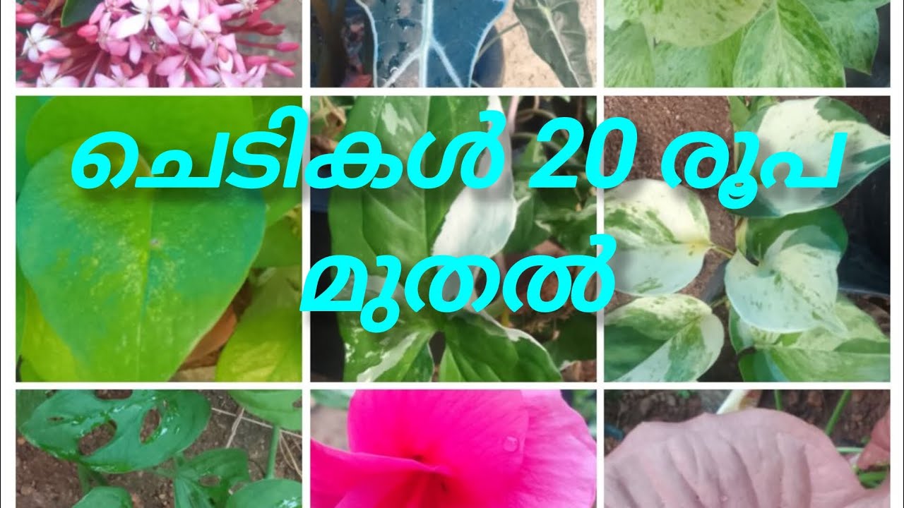 20 രൂപ മുതൽ ഇല ചെടികൾ വിൽപ്പനയ്ക്ക് #leafy plants #Moria 🌿🌿🌿