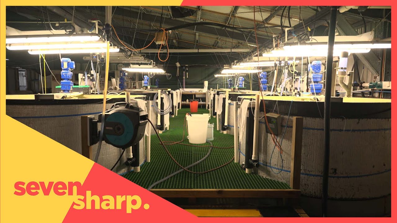 Kingfish Farming