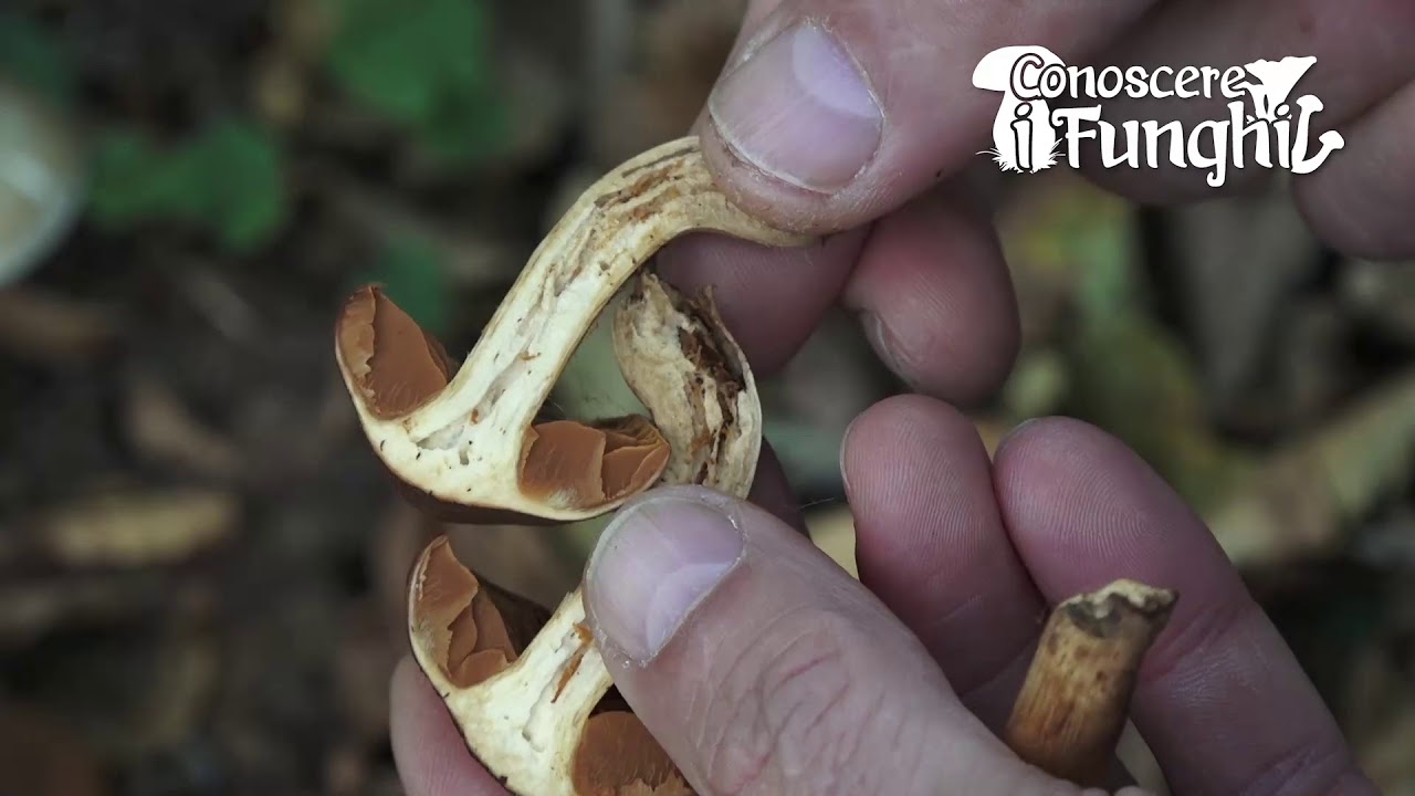 Conoscere i Funghi: Cortinarius orellanus [ VELENOSO MORTALE ]