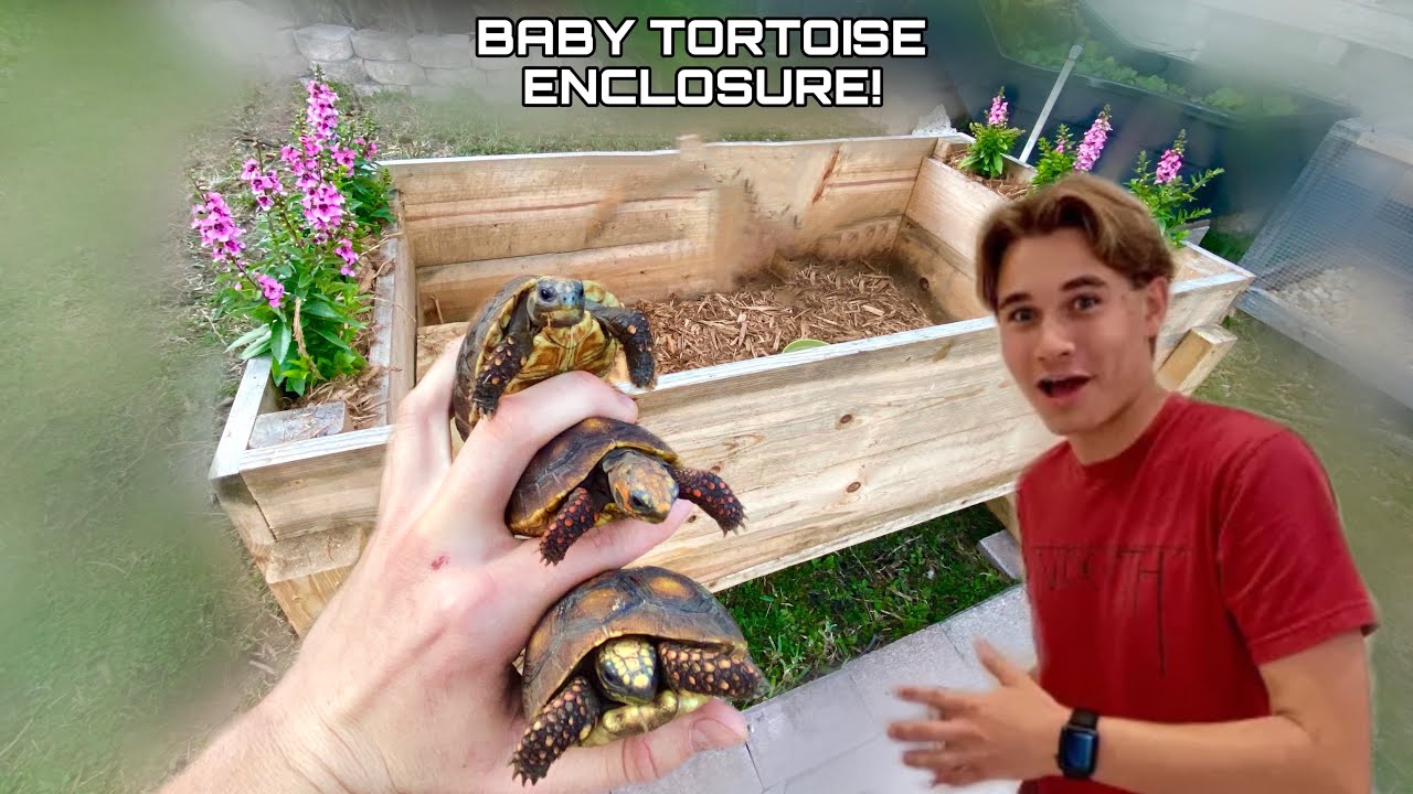 DIY BABY TORTOISE BOX !