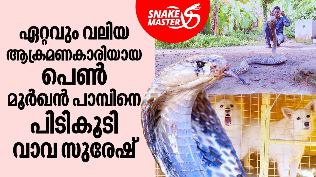 നായ്ക്കളുടെ മുന്നിൽപ്പെട്ട ഏറ്റവും വലിയ മൂർഖൻ പാമ്പ്‌ | Snakemaster EP 891
