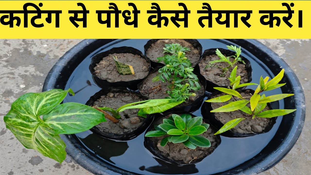 How to grow plants by cutting ✂️