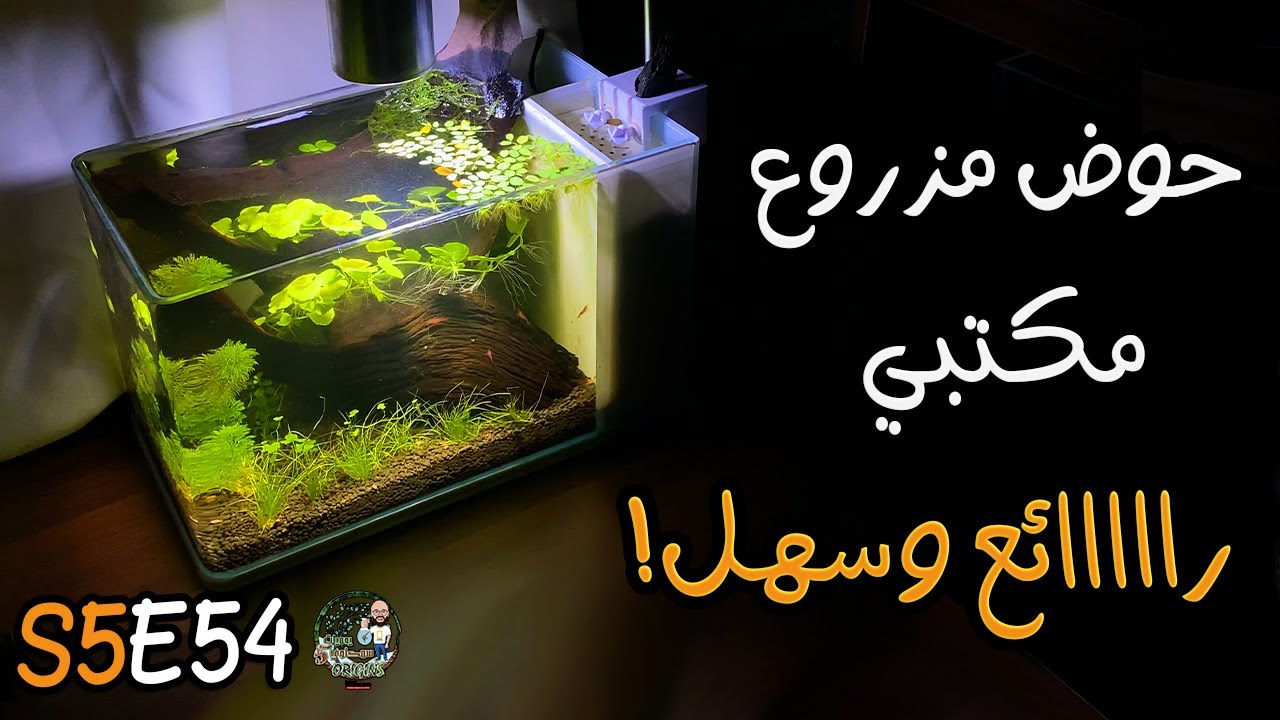 S5E54 - حوض مزروع مكتبي رائع وسهل