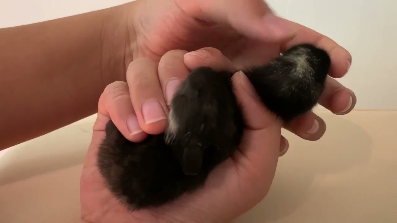 How to Sex Barred Rock Chicks at 1 Week Old
