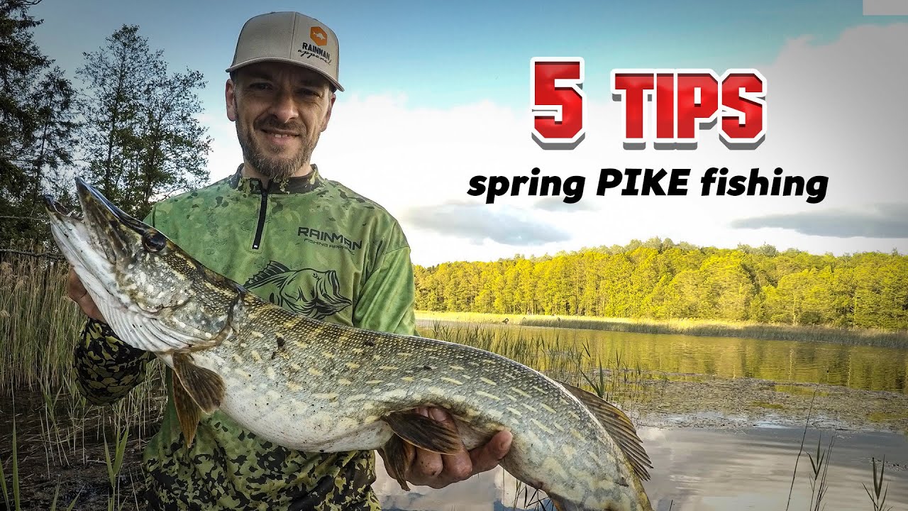 5 tips for pike fishing in the spring. How to fish for pike - tips, techniques, tactics.
