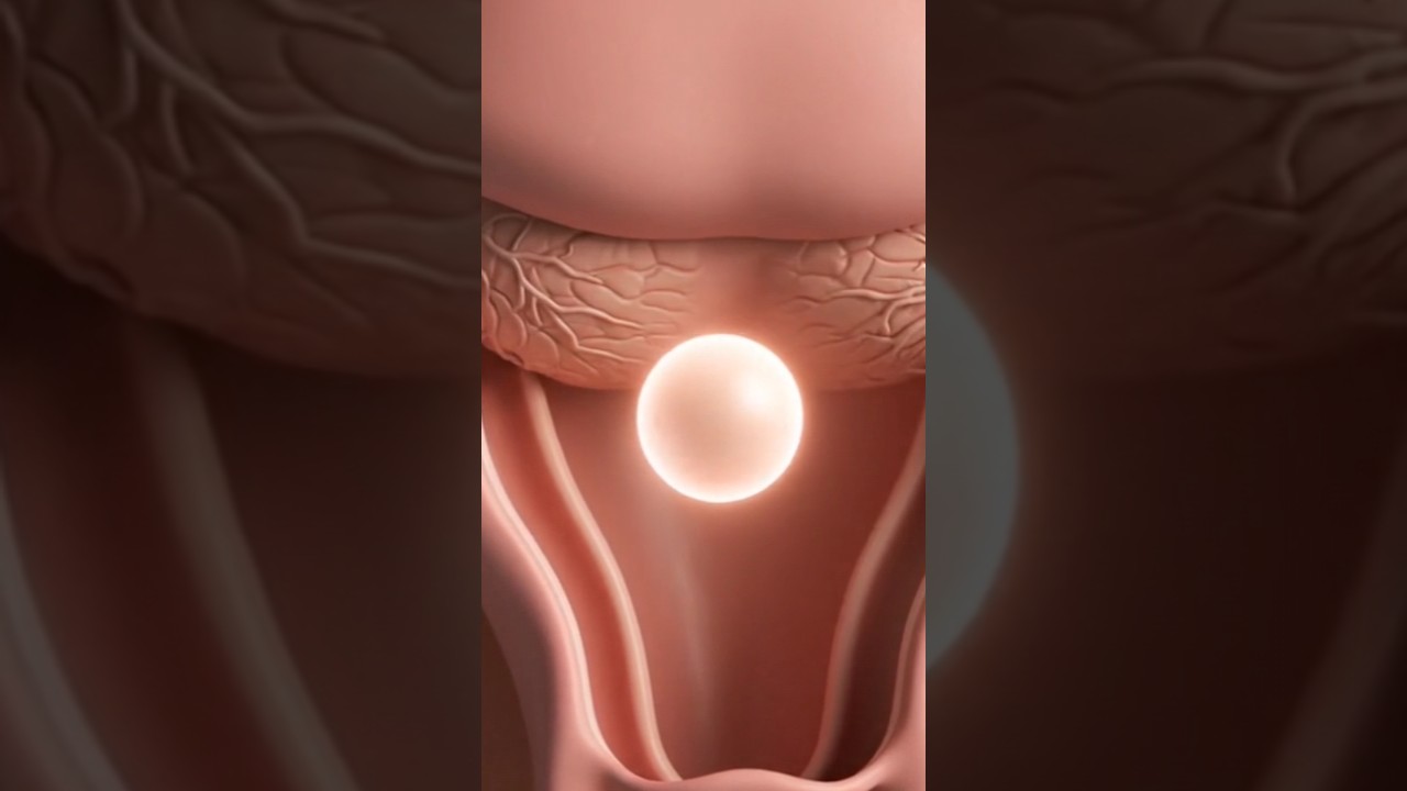 HCG Hormones use in pregnancy- 3d
