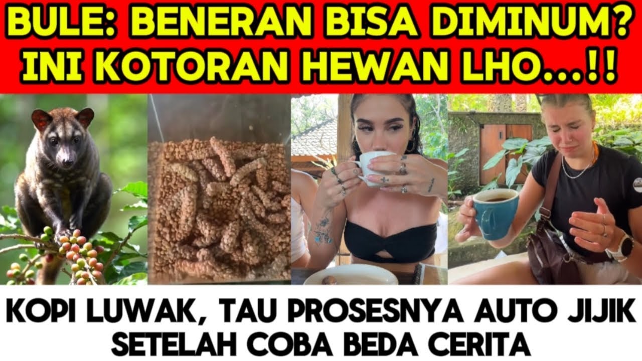 AWALNYA JIJIK‼️REAKSI BULE PERTAMA KALI MINUM KOPI LUWAK, SEMUA KAGET RASANYA