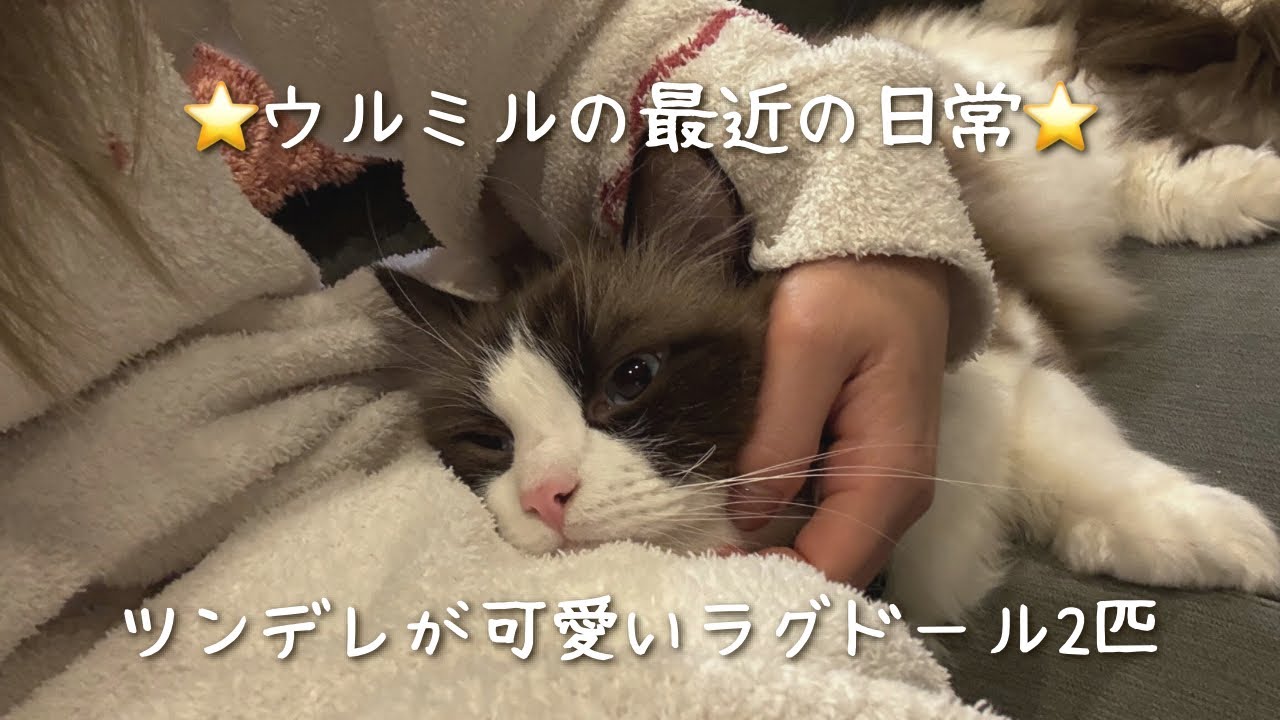 ウルミルの最近の日常⭐️ツンデレが可愛いラグドール2匹