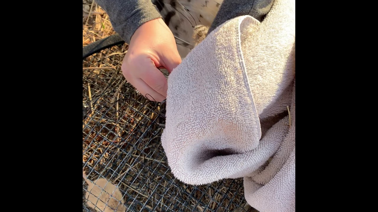 Trapping Hawks, Kansas November 2019