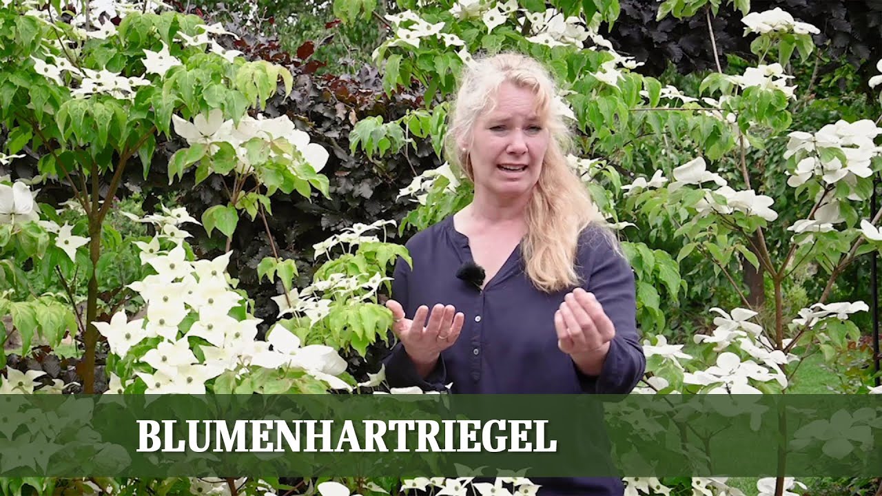 Trendgehölz Blumenhartriegel - Arten, Ansprüche und Pflege