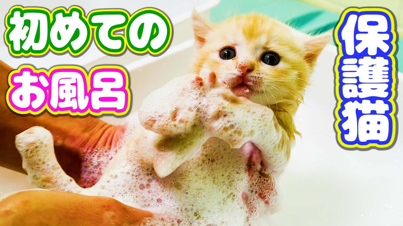 【保護猫】困り顔の仔猫を初めてお風呂に入れたら気持ち良過ぎて... Cute kitten