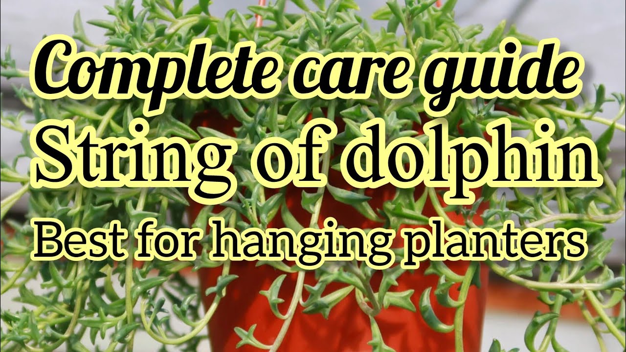 String of Dolphins Full Care Guide + How To Propagate .Best plant for hanging baskets.