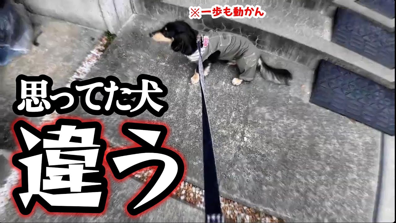 ダックスフンドと暮らす想像…ワイ見たら崩れるで【語る犬】