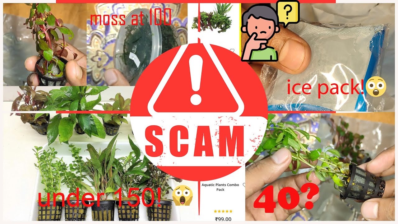 Aquarium Plants  Online from Bunnycart Cheaper nd Better than Local Shop! #galiffstreet #aquarium