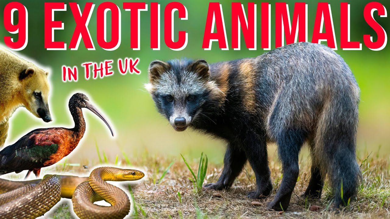 9 EXOTIC ANIMALS that shouldn't be in the UK!
