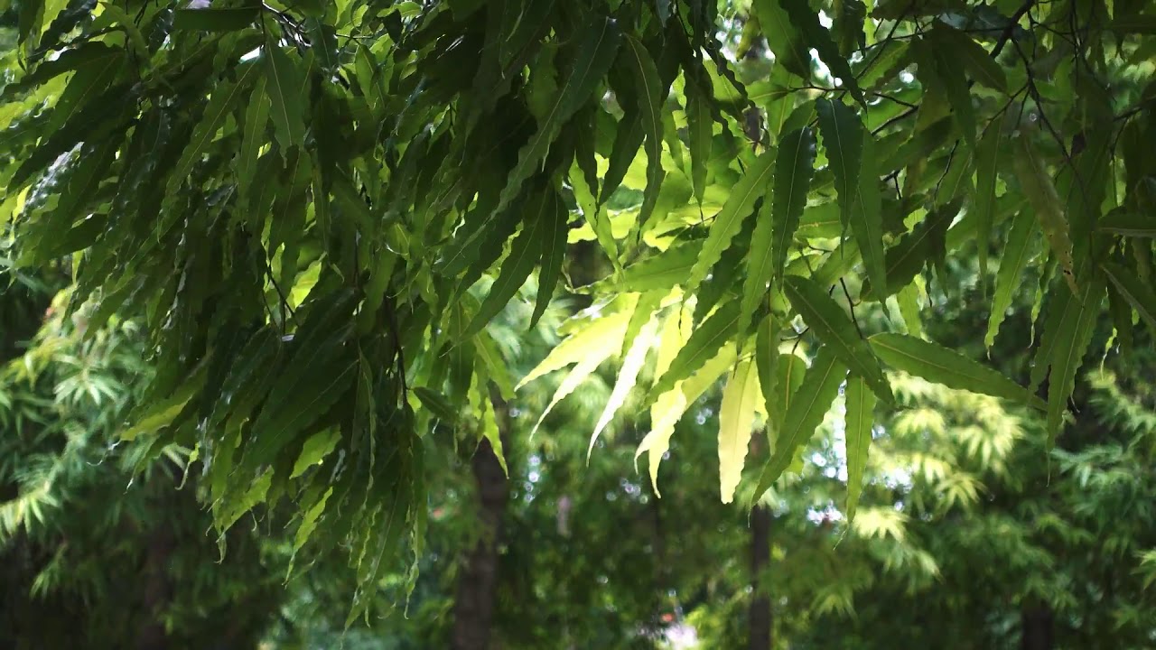 Sonido de Viento y Pajaros Para Calmar la Mente. (60 min)