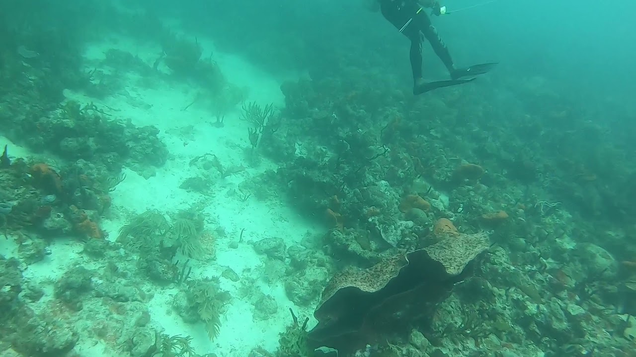 Grenada Scuba Diving - Day 2
