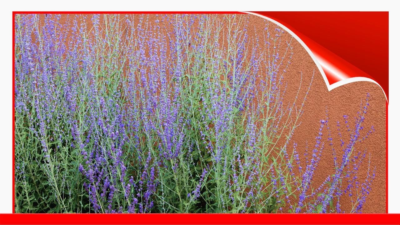 12 Outdoor Plants You Can'T Kill 🧧