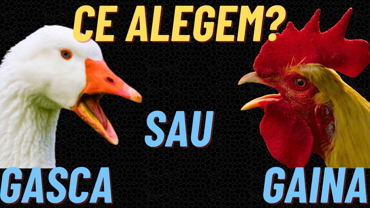 Care-i  varianta profitabila? Gasca sau Gaina?