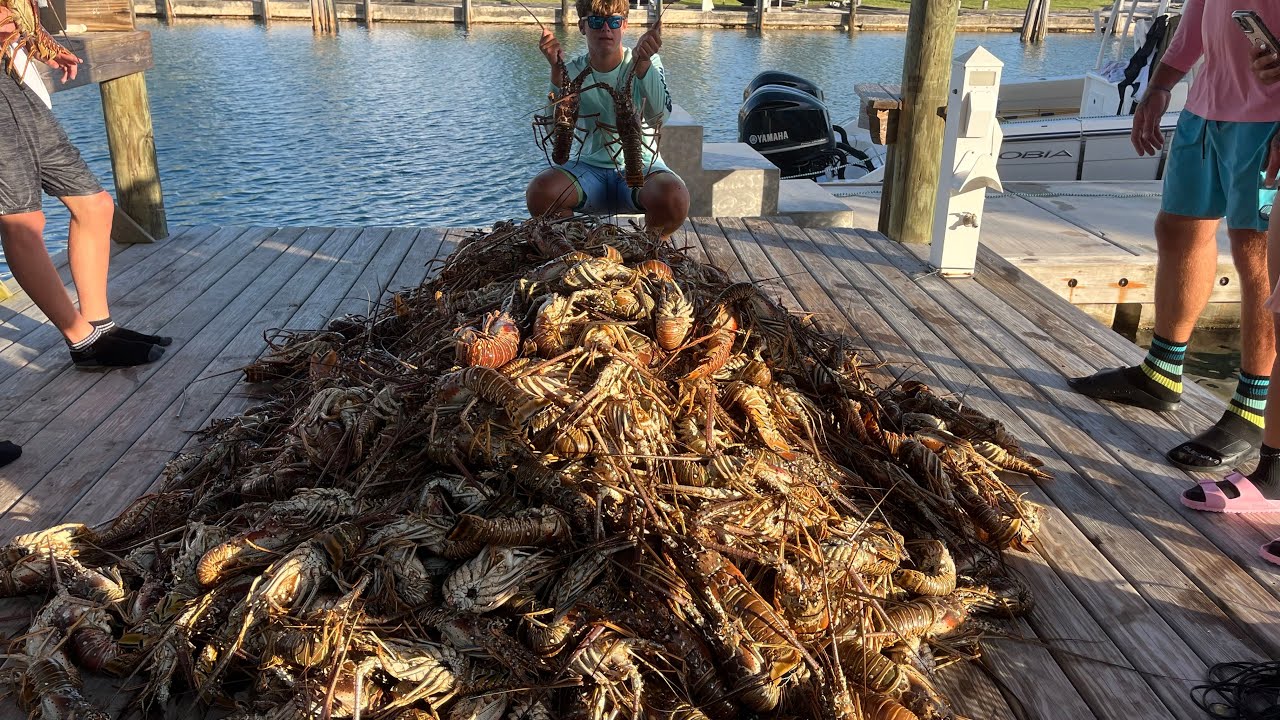 Lobster diving in the Bahamas