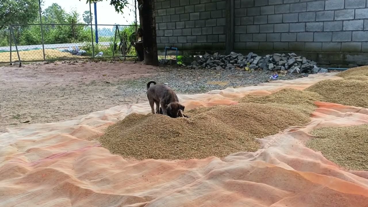 This puppy seems to lack a place to play | harry's farm latest video