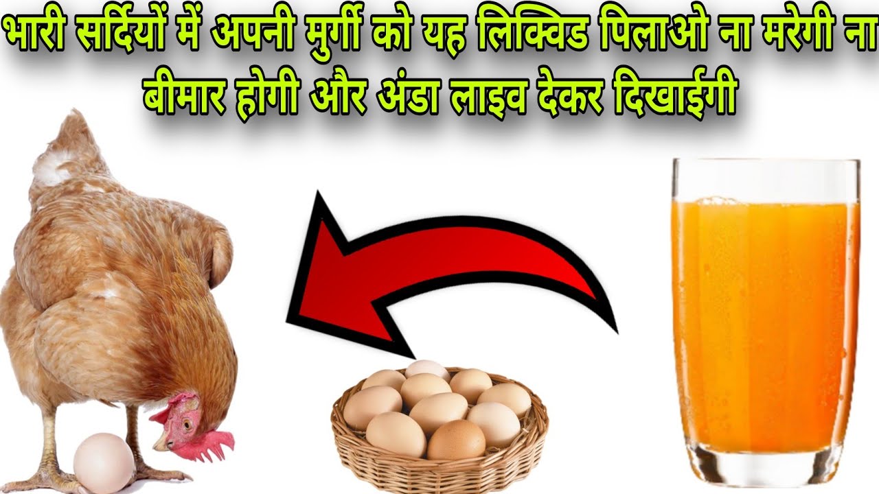 भारी सर्दियों में अपनी मुर्गी को यह लिक्विड पिलाओ #poultryfarming #trending #trend #assel #farming 