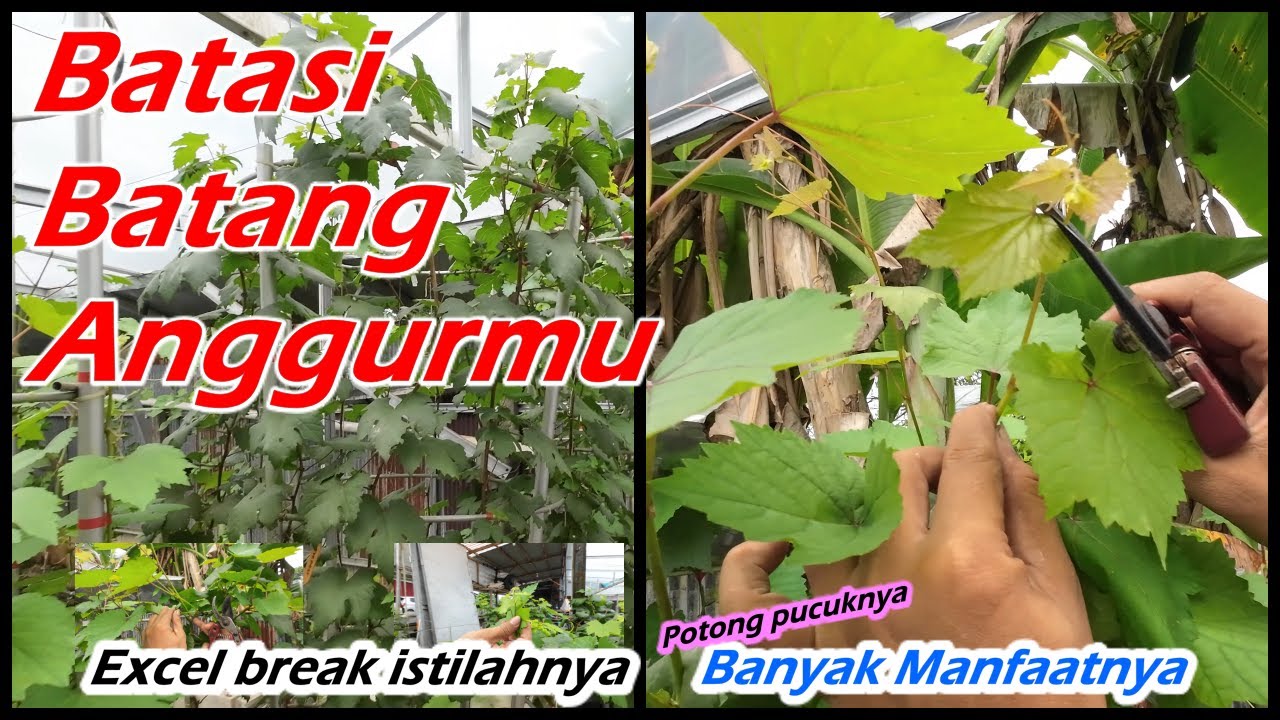 Batasi tumbuh Batang Anggur mu Dengan cara Excel break