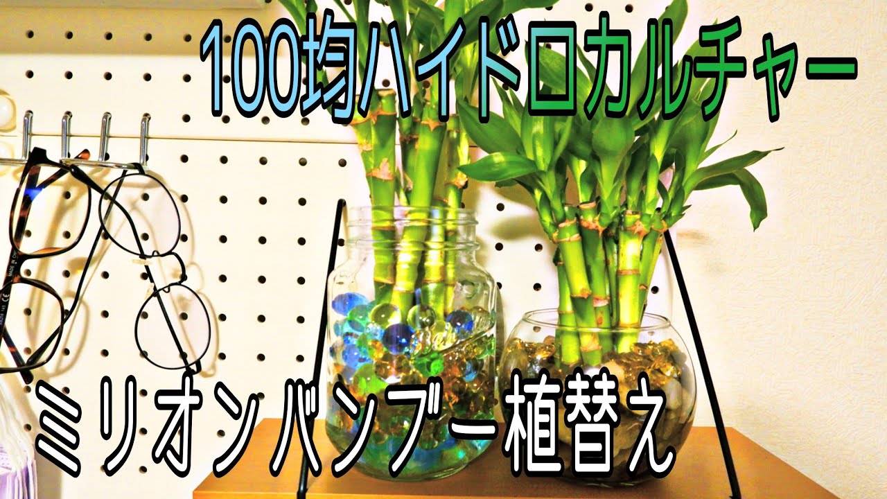 100均で揃うハイドロカルチャー　ミリオンバンブー植え替え
