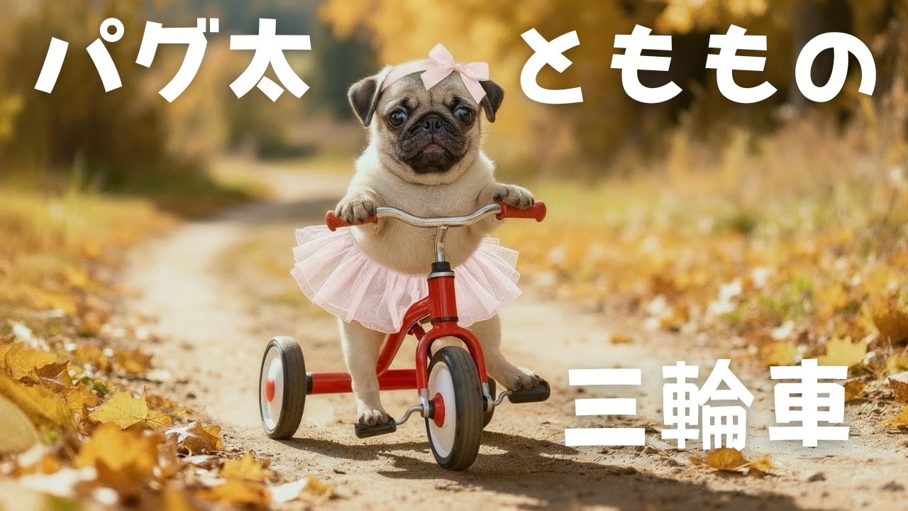 パグ太とももの三輪車🚲