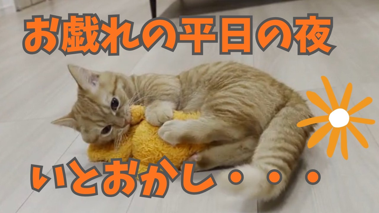 平日の夜にマンチカンと楽しく過ごす件